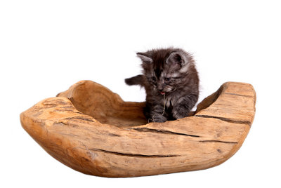 Rozy`s kittens