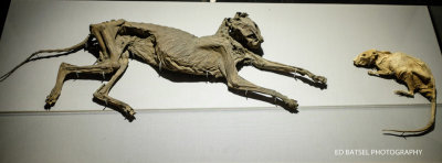 Dublin: mummified remains of a cat and a rat, found in an organ pipe in 1850