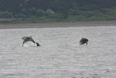 dolphins at Chanonry Point