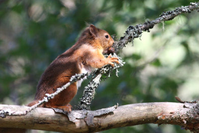 red squirrel