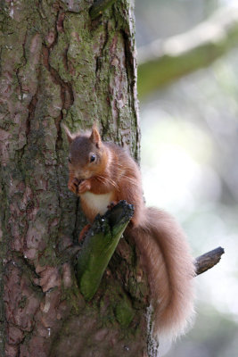 red squirrel