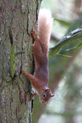 red squirrel