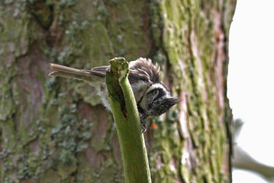 crested tit