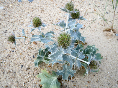 sea holly (Eryngium maritimum)