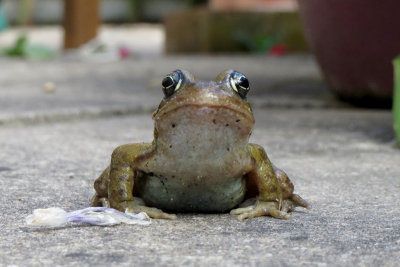 common frog (Rana temporaria)