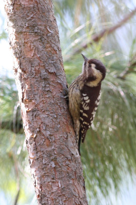 grey-capped pygmy woodpecker