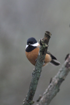 pere davids tit