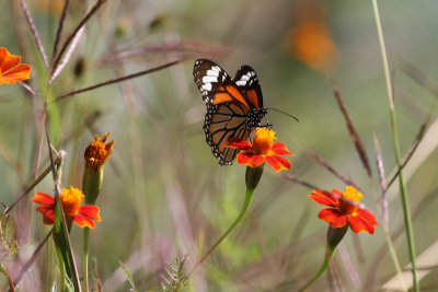common tiger butterfly
