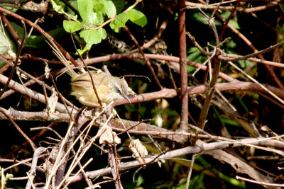hill prinia