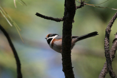black-throated tit