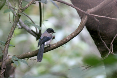 black-headed sibia