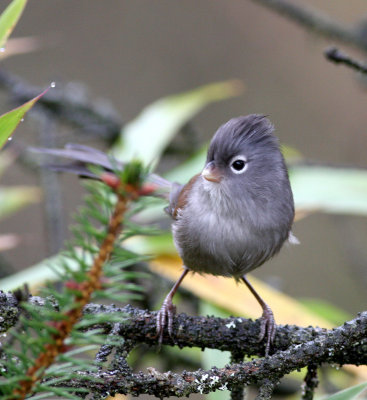 grey-hooded parrotbill