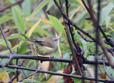 Yellowish-bellied Bush warbler