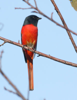 long-t-minivet