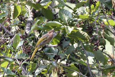 mountain bulbul