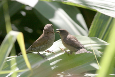 scaly-breasted munia