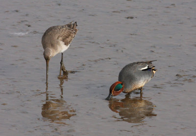 teal and black tailed godwit