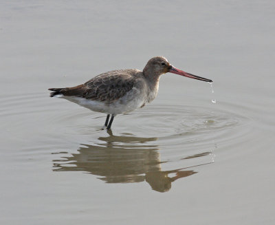 black tailed godwit