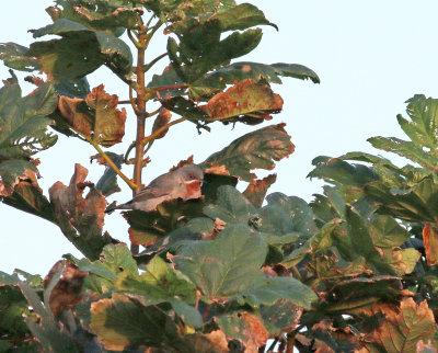 eastern sub-alpine warbler