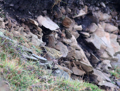 olive-backed pipit at Ditfield,Fair Isle