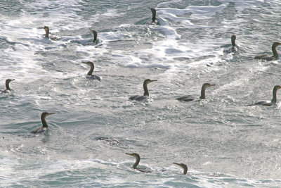 several shag in a stormy sea
