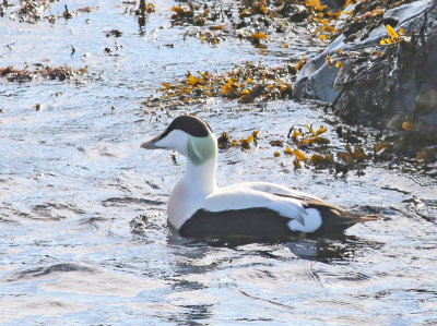 eider