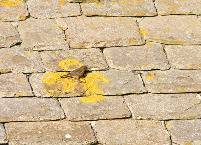 rock pipit