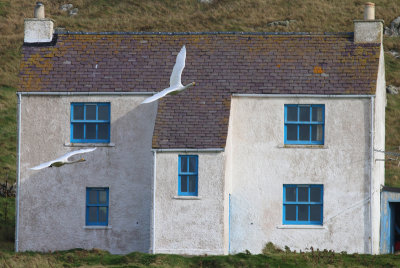 whooper swans and Fair Isle cottage