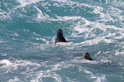 grey seals