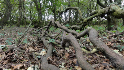 Halligarth wood