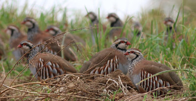 red-legged partridges