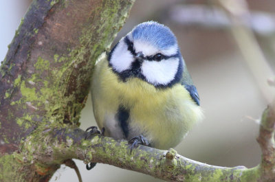 Blue tit
