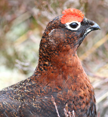 red grouse