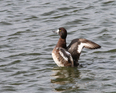 scaup