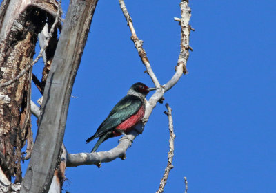 lewis's woodpecker