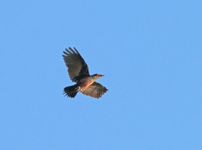 lewis's woodpecker 