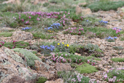 flora at Independence Pass