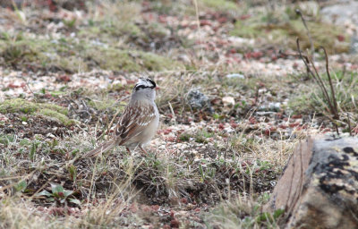 White-crowned sparrow