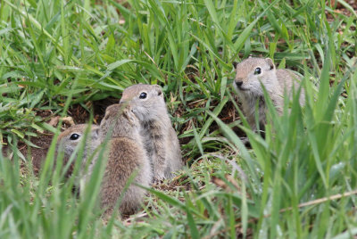 Ground squirrels