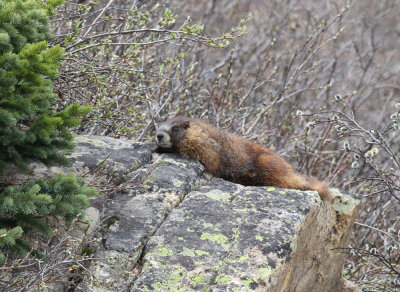 marmot