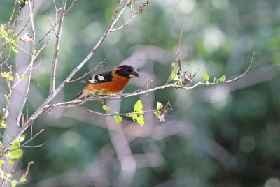 black-headed grosebeak