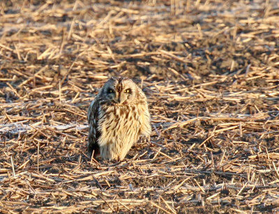 short-eared owl at Thorney