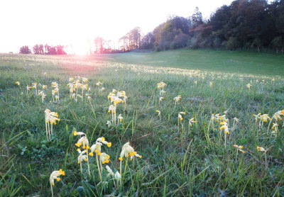 cowslips on Wiltshire downs