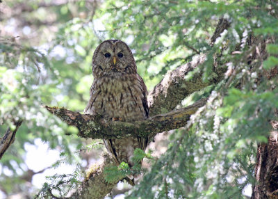 Per Davids Owl