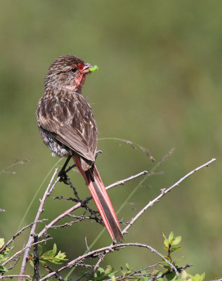 Przevalskis finch or Przewalskis bunting Urocynchramus pylzowi