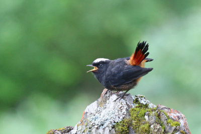juvenile White-capped Water-redstart. Chaimarrornis leucocephalus.