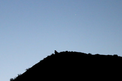 eagle owl, pre dawn, in the Badian Jaran desert