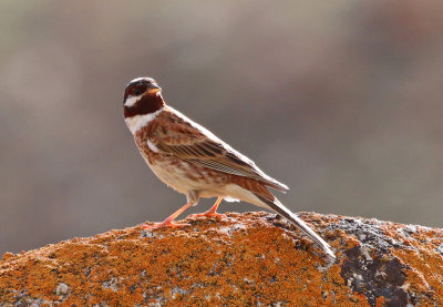 pine bunting Emberiza leucocephalos