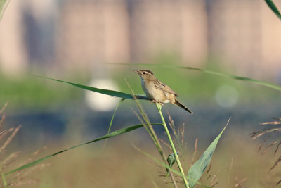 pallas grasshopper warbler