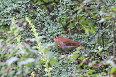 crimson-browed finch